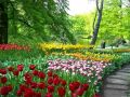 Цветоводство: Парк Цветов в Голландии - это стоит увидеть!