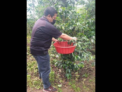 Oficios Chapines: Cosecha y corte de café en San Pedro la Laguna
