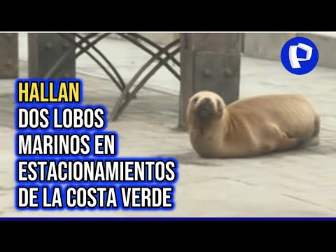 Barranco: hallan dos lobos marinos en estacionamiento de la Costa Verde