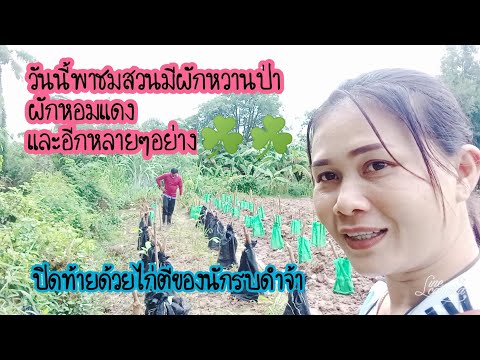 🌱🌱ชมสวนผักหวานป่า-และต้นไม้อีก 🌱🌱ชมสวนผักหวานป่า-และต้นไม้อีก