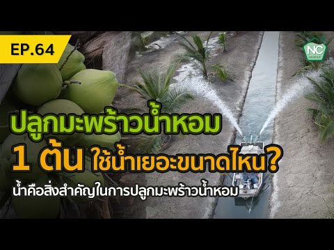 ปลูกมะพร้าวน้ำหอม-1-ต้น-ต้องใช ปลูกมะพร้าวน้ำหอม-1-ต้น-ต้องใช