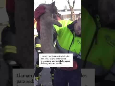 Bomberos de Madrid rescatan a un gato atrapado en el vano de un motor