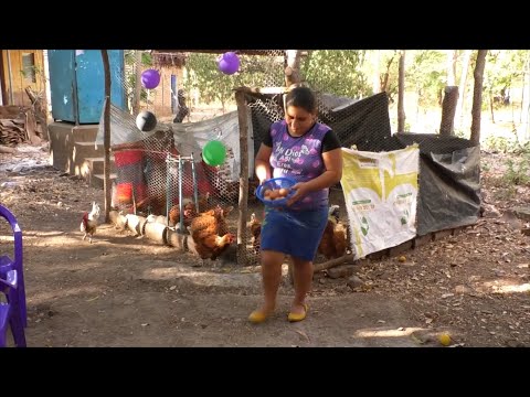 Estelí: Mefcca entrega bono de gallina ponedoras en San Juan de Limay