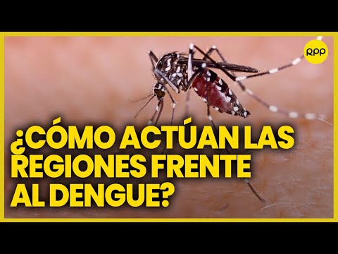 Casos por dengue en el Perú: El papel más importante tiene la población, indica Ana María Burga