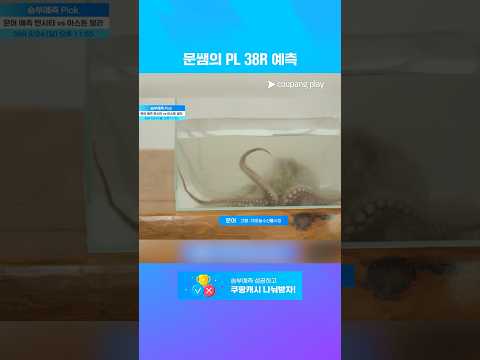 점쟁이를 꿈꾸는 문어의 선택은? l 5월 24일 (일) 오후 11시 55분 I PL 최종전
