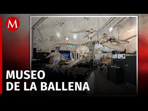 El museo de la ballena en Baja California inicia proyecto de restauración de fauna marina