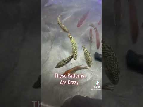 Royal Siks/Royal Six #cichla #cichlas #peacockbass 