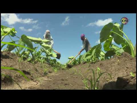 Potencian siembra de malanga en el municipio de Yara