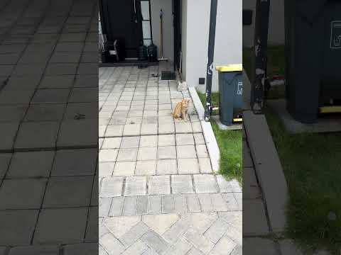 Kalau Ada Orang Deketi, Kucing Puman Awasi, Adiknya Lari Cepat. #nizamkucinglucu #cat #cute #貓咪日常