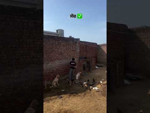 ਸੱਚ #trendingreels #aseel #animallover #kabootarbazi🕊️❤️❤️ #trend #jattmind⚠️ #jatt