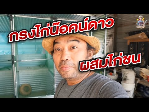 กรงไก่น๊อคน์ดาวผสมไก่ชน