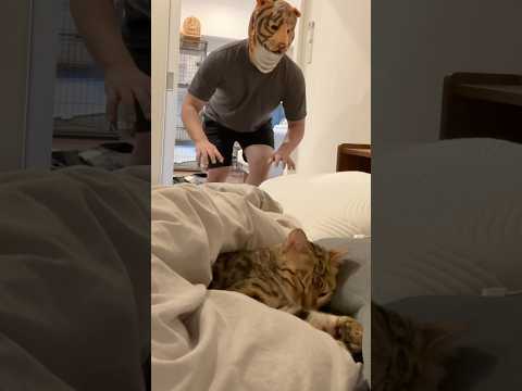 猫に寝起きドッキリ仕掛けてみた #ベンガル #ルトロゼ #cat