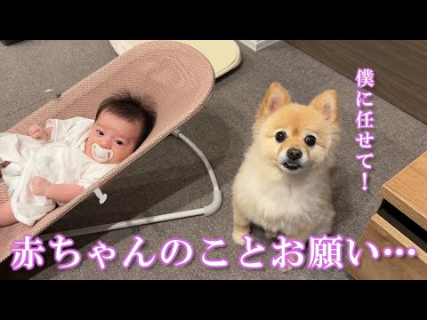 ワンオペ育児を手伝ってくれる心優しいポメラニアン