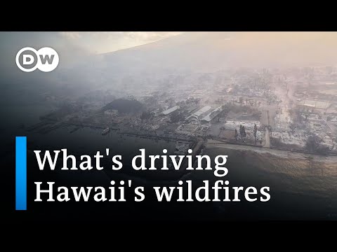 Hawaii: Thousands left homeless by wildfires | DW News