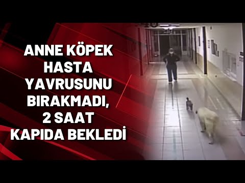 Anne köpek hasta yavrusunu bırakmadı, 2 saat kapıda bekledi