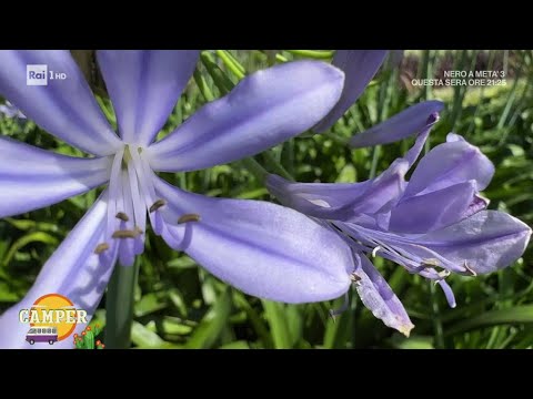 Agapanthus - Camper 29/07/2024