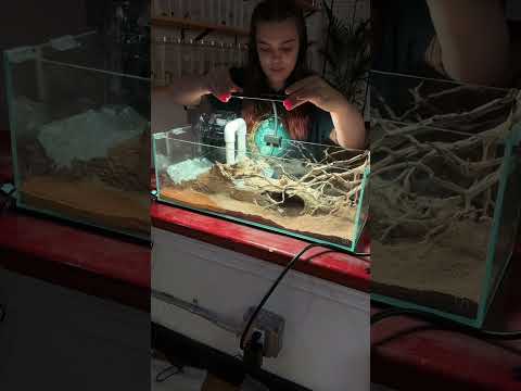 Penny's Tank Setup - Betta Fish Aquascape #aquariu 