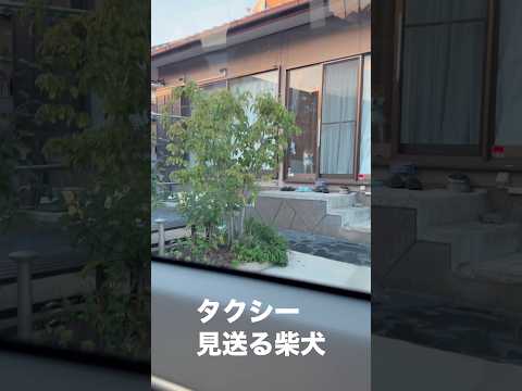 タクシー見送る柴犬の表情が…