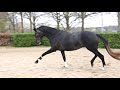 Dressage horse Knappe 4 jarige Schimmelmerrie