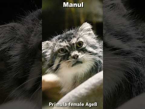 マヌルネコの毛づくろい #Manul #shorts