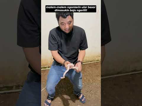 POV JADI DIKA SI BOCAH ULAR !!