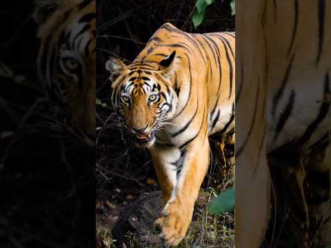 I Photographed a Tiger!