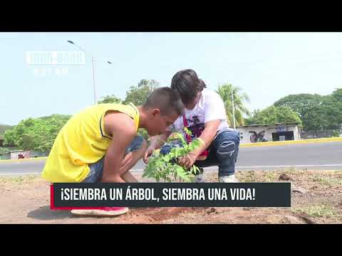 “Por más sombra y oxígeno” juventud sandinista siembra árboles - Nicaragua