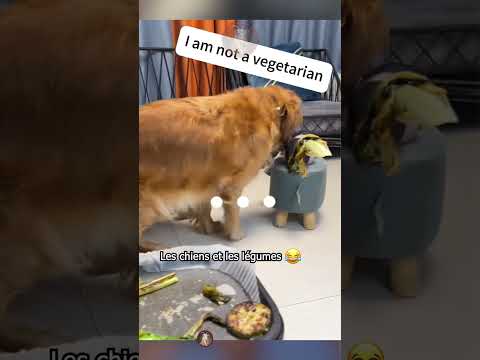 Quand tu essaies de faire manger des légumes à ton chien… 😂🥦