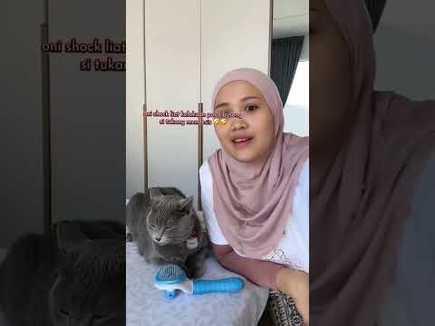 oni shock liat poby marah2 #semuaorang #kucing #pororo #fypシ #kucinglucu #fypシ゚viral #cat