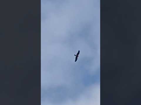 mng view #shorts @nirmal videos # shorts @nirmal videos