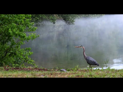 Grey Heron Hunting