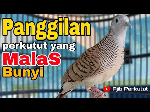 Perkutut Lokal Gacor (Panggilan Perkutut Yang Malas Bunyi) Bikin 💯 Nyaut Memanggung