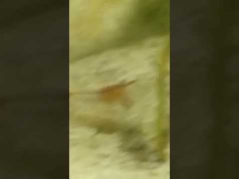 candy cane shrimp feasting on bloodworm #shrimp #l 