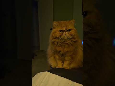 Skippy is Amazing #longhaircat #sweetboy #pets