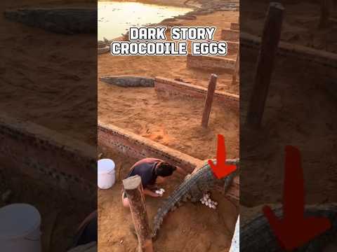 crocodile eggs|#shorts #egg #premadeewanaofficial