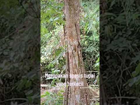 Spesies tupai yang terkecil dan jarang dijumpai