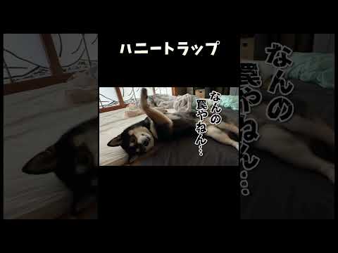 ハニートラップ