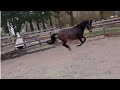 Dressage pony Goed bewegende 5-jarige Welsh NWR STER fokmerrie en sportpony