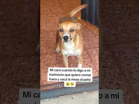 Que vida más perra llevo🥹😩#animalshorts #parejas #amorincondicional #comer #perros #memesviral