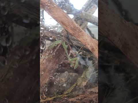 ANOTHER SNACK #mantis #gottesanbeterin #insects #insekten #animals #tiere #food #funny #music #memes