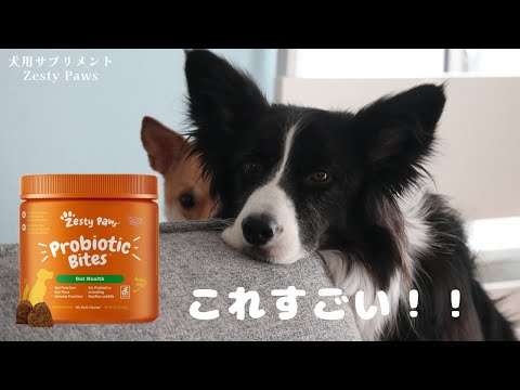 犬用サプリメント飲んだら腸内細菌数が爆増してた【Zesty Paws】