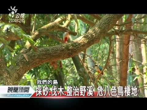 20110704-公視晚間新聞-賞美麗稀有八色鳥 全球鳥友會雲林