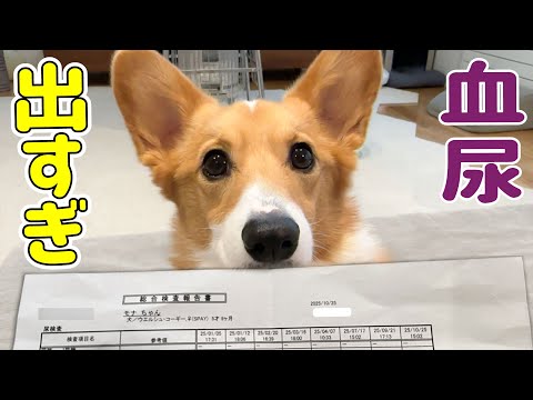 今年8回目の血尿です!