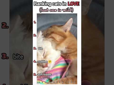 #cats #kittens #catlovers #kittens #pets #petlover #fyp #trending #cute