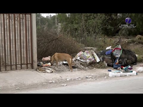 Bajo investigación, envenenamiento de perros en la Zona Huasteca