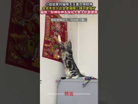 小姐姐家的貓咪每日拜財神：超萌三拜行為大公開 サムネイル