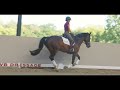 Dressage horse 7-jarige merrie