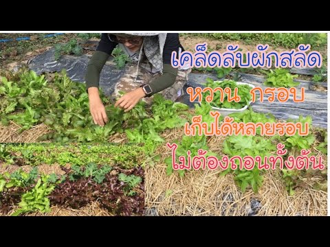 เคล็ดลับผักสลัดหวานกรอบ-ไม่ต้อ เคล็ดลับผักสลัดหวานกรอบ-ไม่ต้อ
