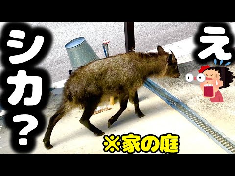庭に野生の鹿が現れた日の不思議なお話【特別天然記念物カモシカ】