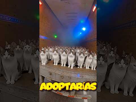 IMAGINA que LLEGÓ el CAMIÓN de los GATITOS, A cuál ADOPTARÍAS? 😍